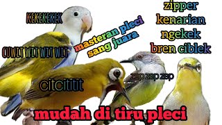 Download lagu masteran pleci terbaru kenarian lovebird ziper bren ciblek ekek panjang mp3
