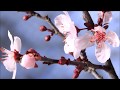 Andre Rieu - Opera Medley