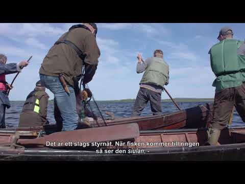 Kullepyynti Tornionjoella - Kolkfiske i Torneälv