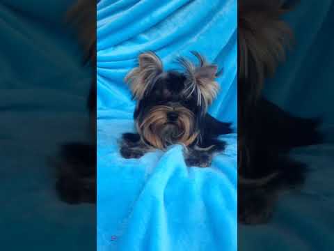 G Nagy Gvendolin 5.a - Elvira a Yorkshire terrier - Kedvencek videó pályázat
