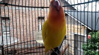 Download lagu Gilaaa Lovebird Harga Cuma 200k Full Isian mp3