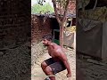 Wrestling Rope Workout Shorts Fitness Wrestling Kusti Viral