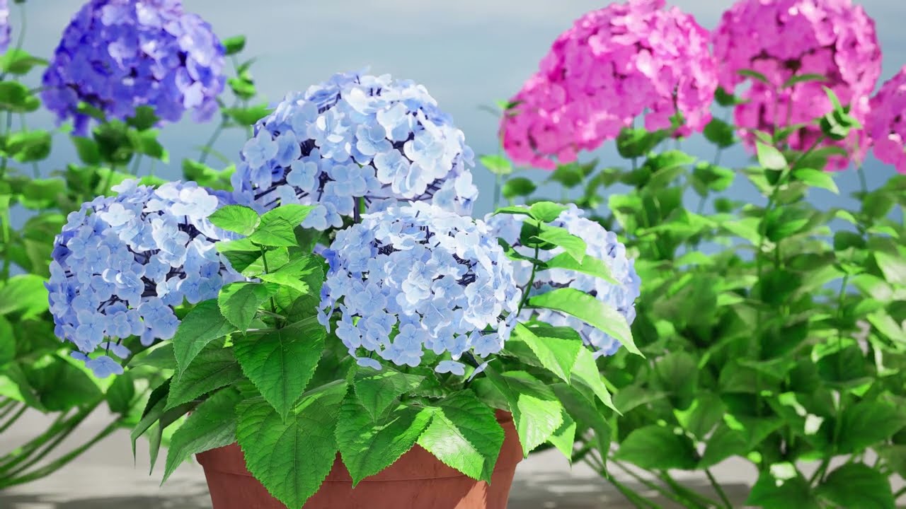 French Hydrangea Flowers with free 3D Model
