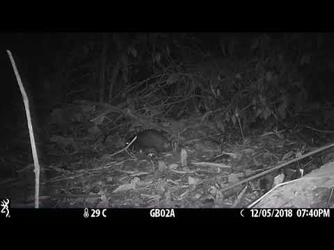 Camera Trap Video 089 / Marsh Cane Rat