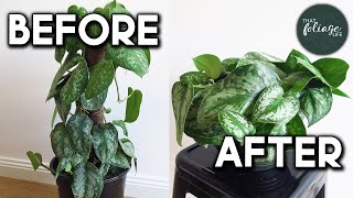 Repotting A Silver Satin Scindapsus