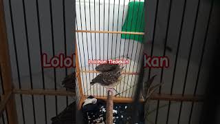 Download lagu Anakan burung Tledekan - Anis binbin mp3