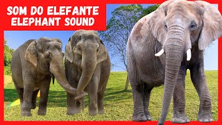  Som do Elefante  Curiosidades Sobre o Elefante  |  Barulho do ELEFANTE