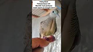 Download lagu Water turtle dove brings good fortune flowing like fast flowing water #shorts #katuranggan turtle... mp3 Download lagu Water turtle dove brings good fortune flowing like fast flowing water #shorts #katuranggan turtle... mp3