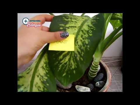 Tips para aprender vocabulario en Inglés #BlogBitácora