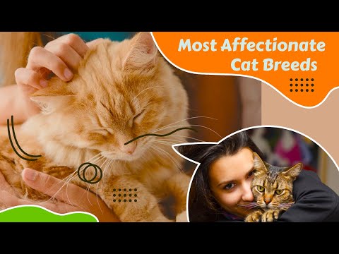Most Affectionate Lap Cat Breeds - The 10 Most Cuddly Cat Breeds