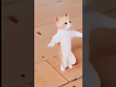cats dance 🤣🤣😂😂😽🙀😻😹