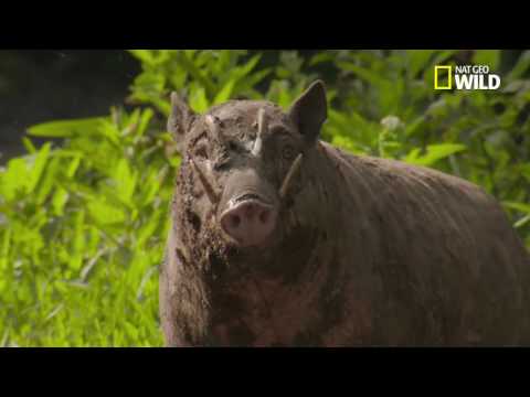 INDO365 - FLORAFAUNA - Babirusa, One Of The World’s Strangest Looking And Rarest Mammals