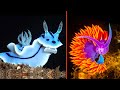 Top 8 Most Beautiful Sea Slugs