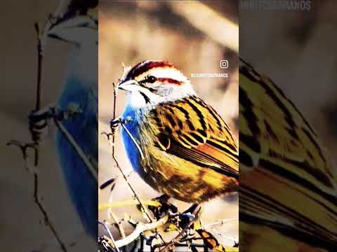 aves serranos.cordoba bialet masse