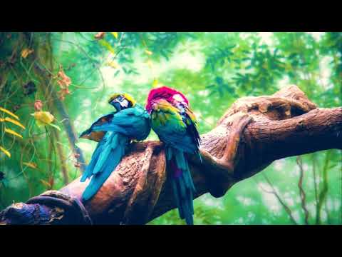 Ara Araruna - Dark Forest Psytrance Mix 2024