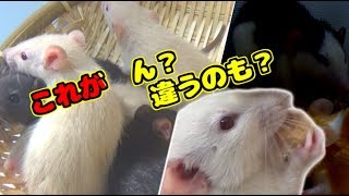 ラット達の成長した姿をご覧あれ～！違うヤツもいるけどね(ゆっくり実況音声あり)
