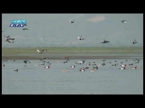 টাঙ্গুয়ার হাওরে কমেছে পরিজায়ি পাখি