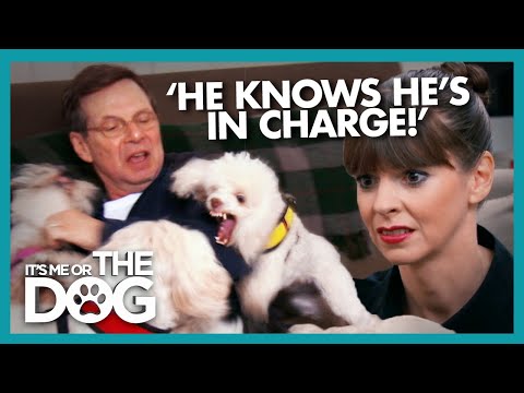 download lagu mp3 mp4 Possessive Dog, download lagu Possessive Dog gratis, unduh video klip Possessive Dog