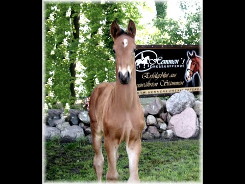 Taurus x Fürst Romancier Hengst/colt born 03.05.21(Rudilore-Dam-Line)