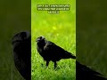 An Unkindness Of Ravens!