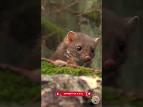 Marder im Garten: Warum er ein Nützling ist & wie die Co-Existenz gelingt