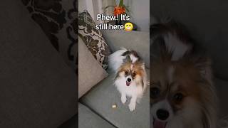 Papillon never forgets where he hid his treat #dog #cute #pomeranian