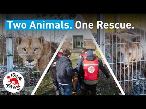 Flora and Erion's rescue journey through Europe!  | FOUR PAWS | [SUBS]