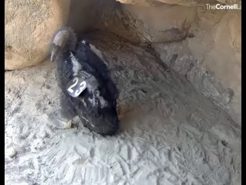 Hutton's Bowl Condor Cam ~ Introducing #923 Condor Chick's New Wing Bling 8.10.18