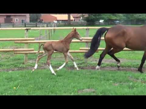 SEZUAN STAR v Sezuan - Quaterback - Rubinstein - Landadel - Stallion Prospect - For Sale