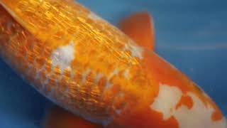 video van Golden Corn 2311502