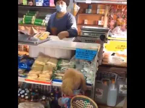 A smart and cute dog 🥰🥰🥰#Dogs #CuteDogs #Short_video #LoveDog #SmartDogs