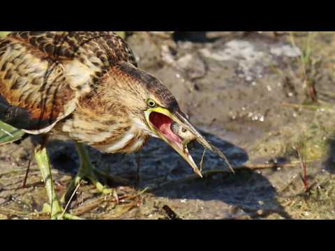 Little Bittern at Champ-Pittet