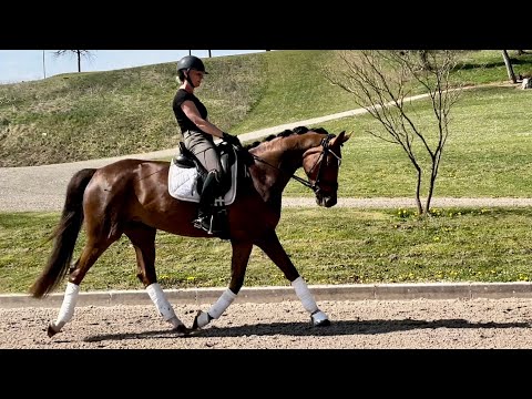 Benicia de la Luna R mit Inka Rossek | Stute von Benicio x Donnerhall (*2020)
