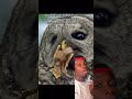 Crows Vs Owls