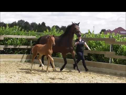 *2017 Hengstfohlen von Santo Domingo - Millennium