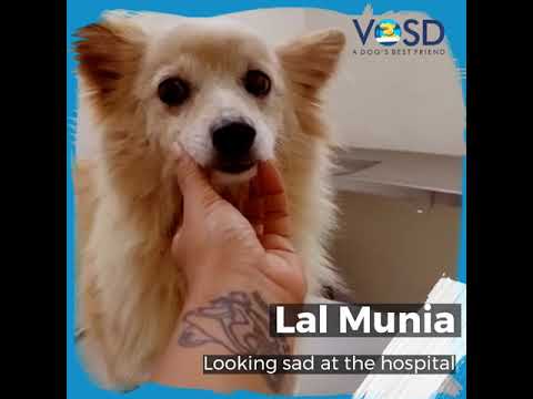 Lal Munia rescued by VOSD recovers perfectly after a serious surgery #Shorts
