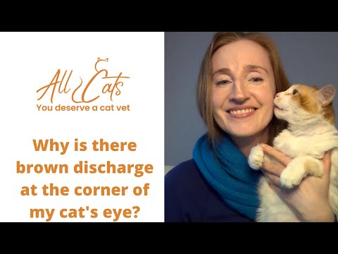 Why is there brown discharge at the corner of my cat's eye?