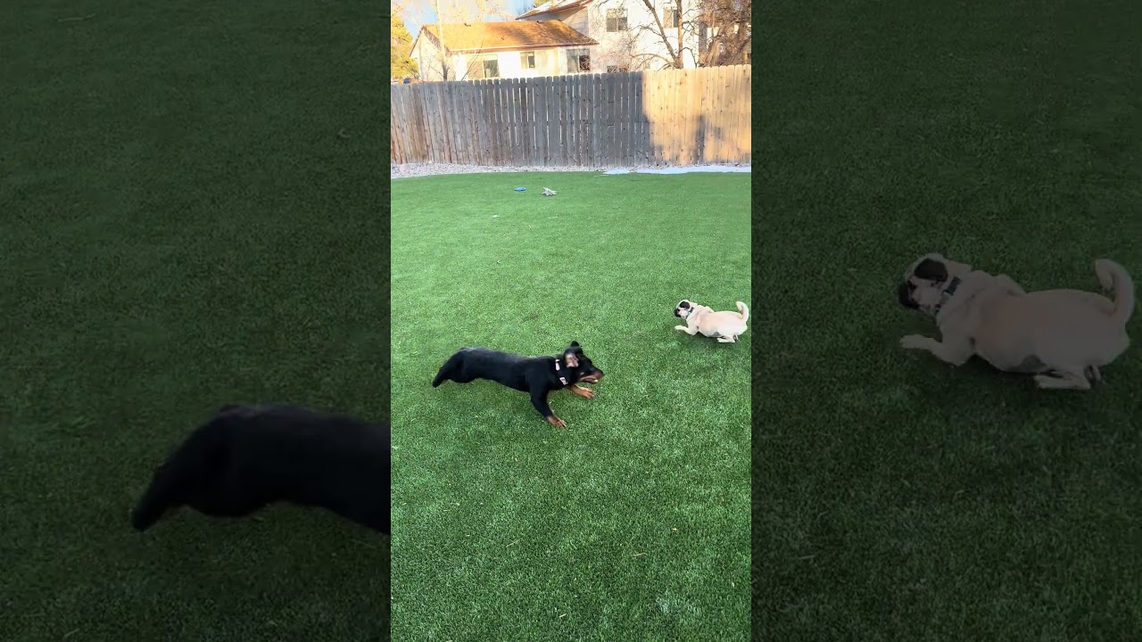 Enlarge Slinky, an adopted mixed breed in Fort Collins, CO video 6/6