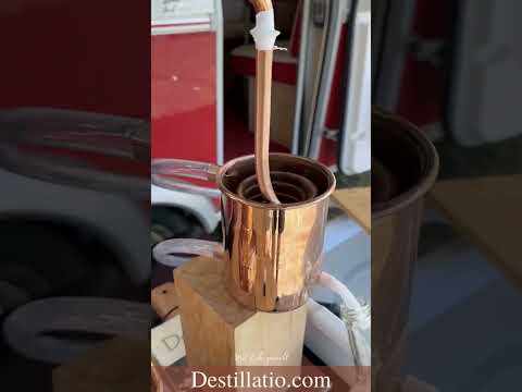 Destillatio Kai: Kontaminiert? Wie vermeiden? Wir destillieren Margeriten Hydrolat & ätherisches Öl.