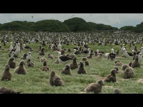 Albatros laysan (Phoebastria immutabilis) — hniezda na Midway Atoll