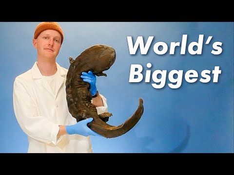 My Giant Salamander Collection