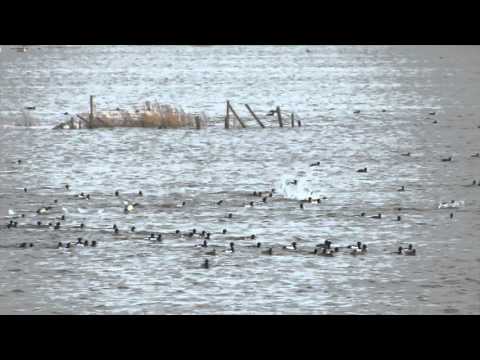 download lagu mp3 mp4 Rspb Ouse Washes, download lagu Rspb Ouse Washes gratis, unduh video klip Rspb Ouse Washes