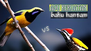 Download lagu CUCAK CUNGKOK vs PELATUK adu tembakan||masteran tembakan kasaran mp3 Download lagu CUCAK CUNGKOK vs PELATUK adu tembakan||masteran tembakan kasaran mp3