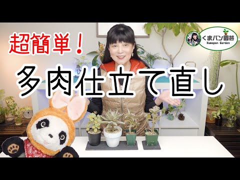 園芸 カランディバ、八重の花を持つカランコエ