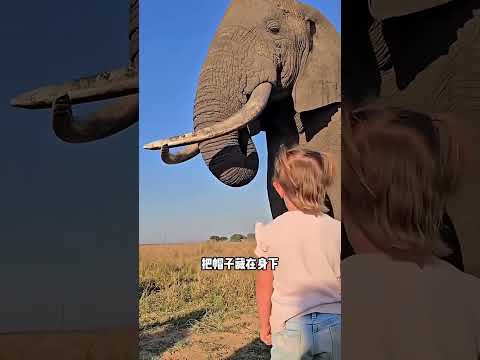大象調皮搶帽子，下一秒舉動治癒所有人 #大象 #動物的迷惑行為 #奇妙的動物 #漲知識 #萬物皆有靈性