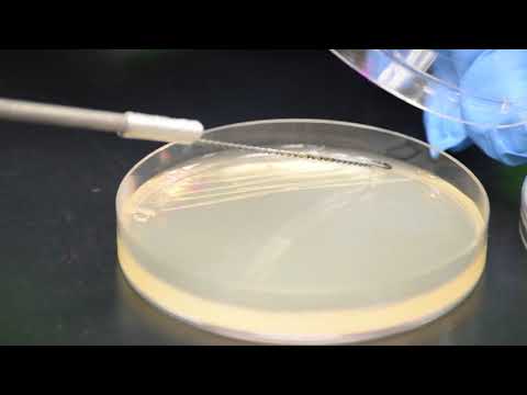 Quadrant Streak JSL 19