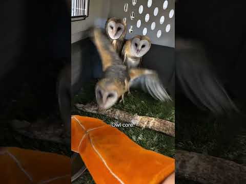 Owl core.#owl #owls #owlhouse #funny
