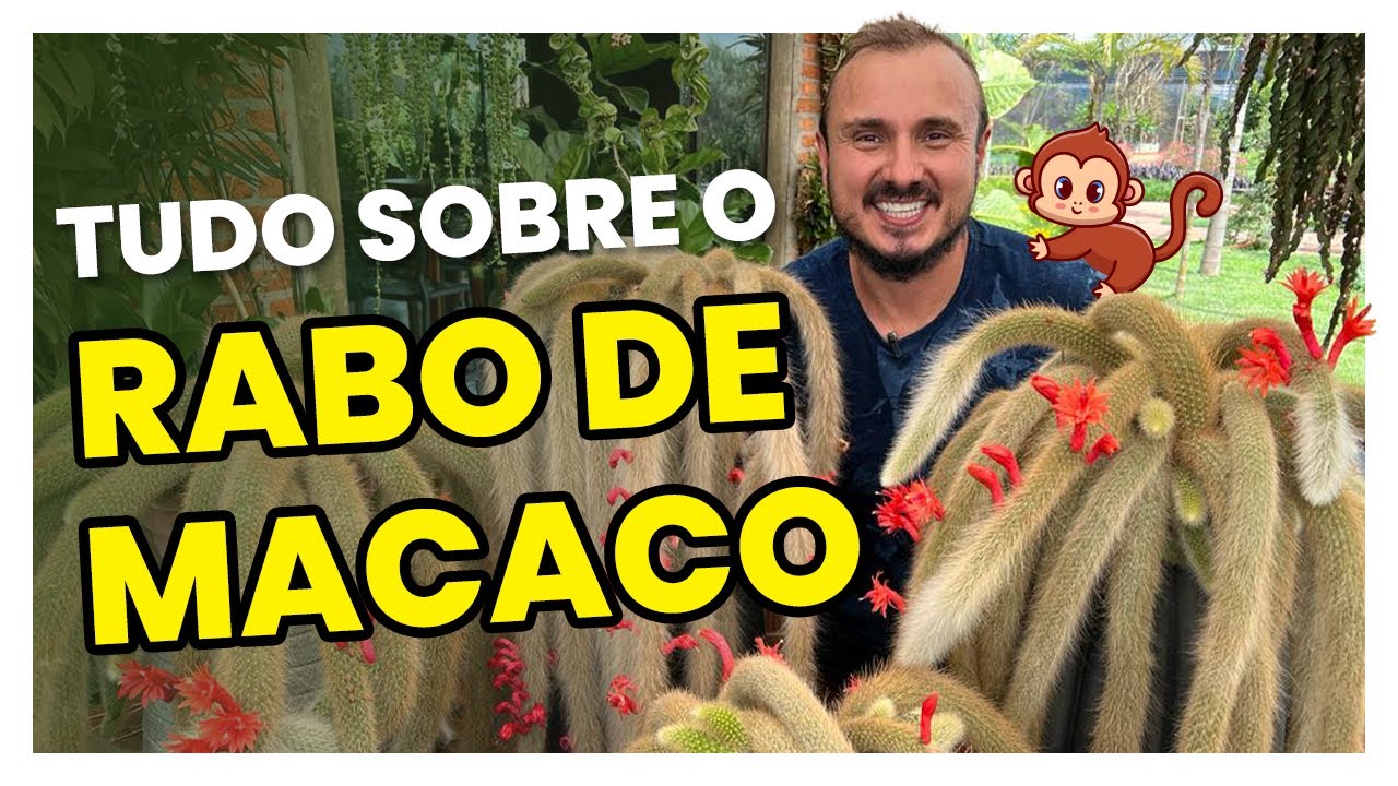Tudo que você precisa saber sobre o cacto RABO DE MACACO
