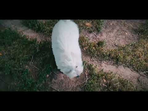Coton de Tulear puppy for sale