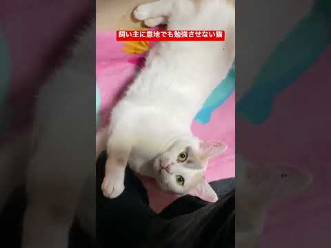 史学科 ④飼い主に意地でも勉強させない猫 #shorts